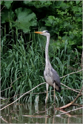 <p>VOLAVKA POPELAVÁ (Ardea cinerea) ---- /Grey heron - Graureiher/</p>
